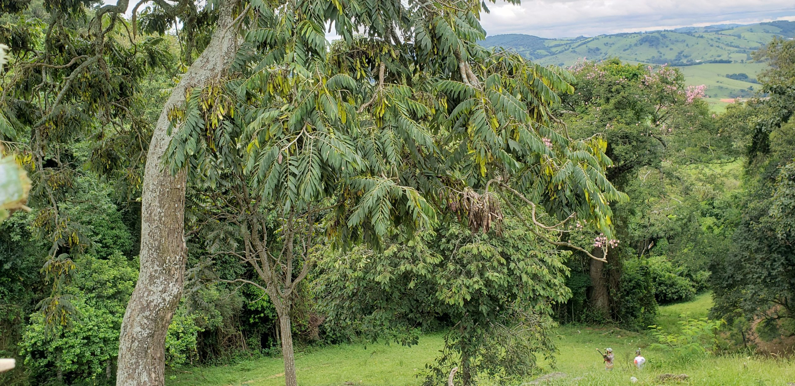 Plantiogtcsitioduascachoeiras13 Sítio Duas Cachoeiras 7699