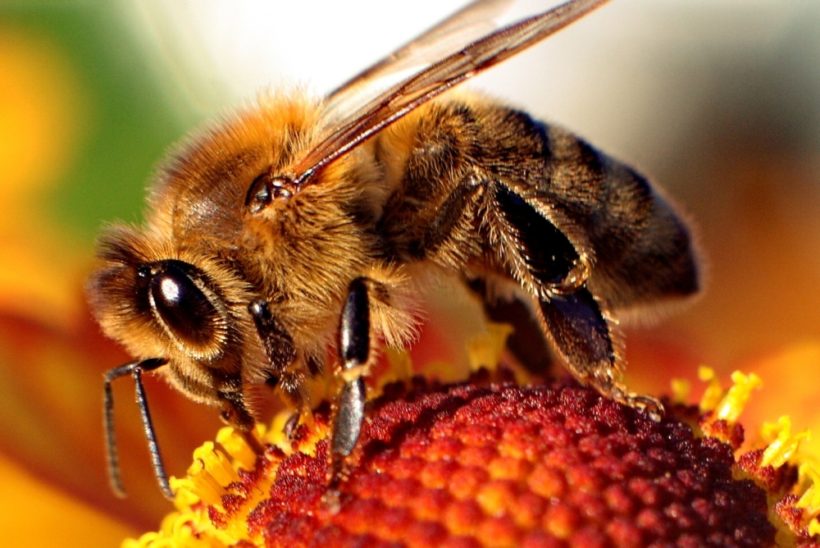 A importância das abelhas para a agricultura