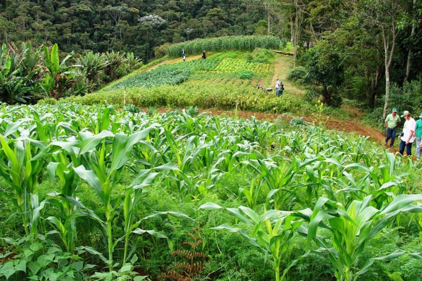 Agricultura alternativa