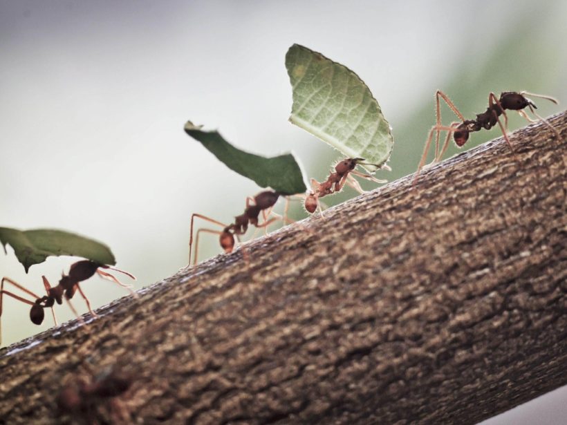 Formigas cortadeiras