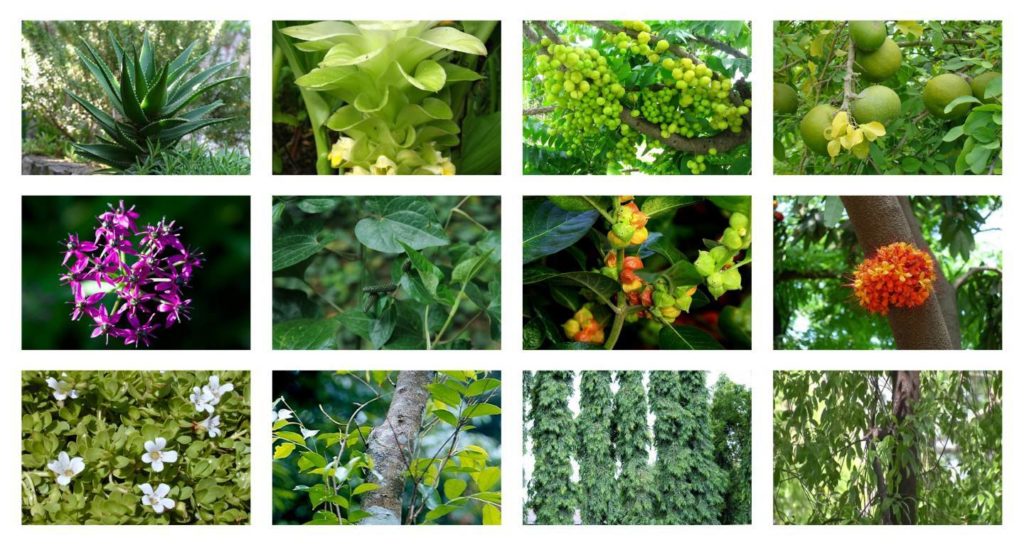 Plantas medicinais, aromáticas e condimentos - Sítio Duas Cachoeiras