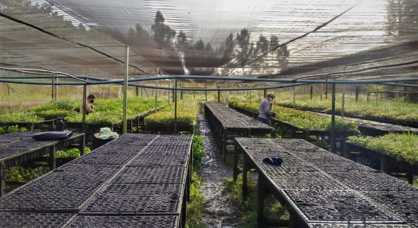 Mudas estão sendo formadas e serão plantadas em campo definitivo em novembro de 2021